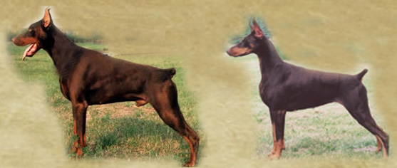 difference between european doberman and american
